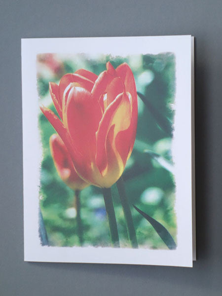MZ & Drew Orange Tulip Blank Notecards | Boxed Set of 8