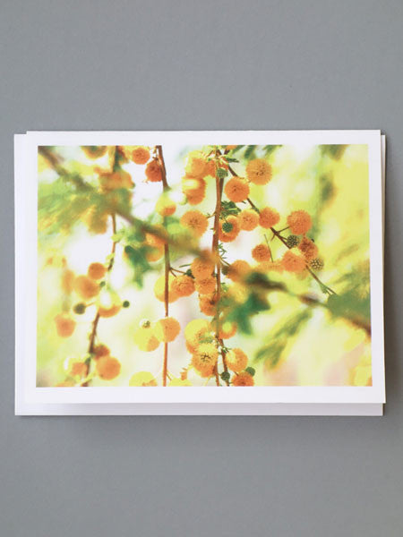 MZ & Drew Sweet Acacia Blank Notecards | Boxed Set of 8