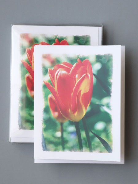 MZ & Drew Orange Tulip Blank Notecards | Boxed Set of 8